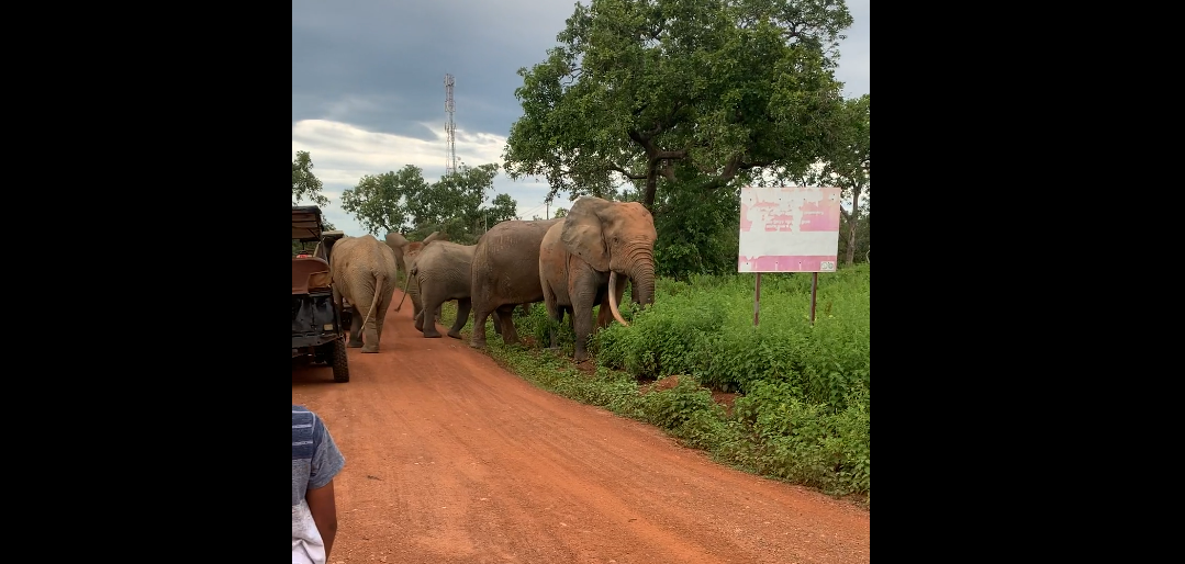 Elephants in the street